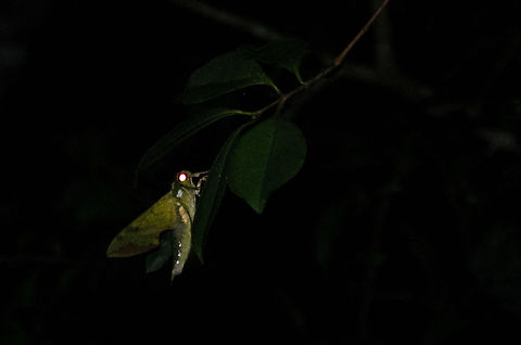 Critter of the night Some scary-looking moth-like creature we found during a night walk in Andasibe, Madagascar. Andasibe,Geotagged,Madagascar,Sphinx ligustri