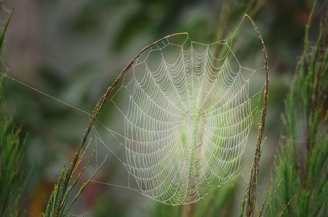 World Wide Web Madagascar's spiders are the athletes of anthropods. They come up with the most impressive webs. This particular one is small compared to the insane river-crossing structures they build every single day. <br />
<br />
Even more impressing is this legendary spider and it's web:<br />
<br />
<a href="http://www.wired.com/wiredscience/2010/09/super-strong-spider-silk/" rel="nofollow">http://www.wired.com/wiredscience/2010/09/super-strong-spider-silk/</a><br />
<br />
Silk stronger than kevlar, used to produce body armor. Andasibe,Madagascar