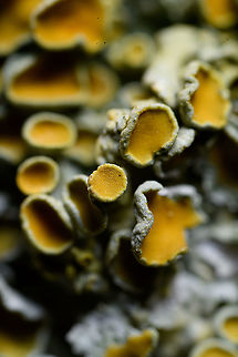 Common orange lichen, 2.5:1, Heesch This photo isn't particularly spectacular, yet it marks the start of a new personal journey, my first steps beyond 1:1 macro photography.

A journey I didn't plan. I'm happy with 1:1 macro photography and had no unmet need. In fact, on live subjects I often cannot use the closest focusing distance of my 1:1 macro lens, which technically means it's not even macro. I'm fine with that, it's just a word, I care about the subject and its meaning much more.

Yet somehow I found myself suddenly owning the Laowa Venus 25mm f/2.8 2.5-5x Ultra-Macro lens. I made the impulse buy after a cool video about it by Thomas Shahan, whom enjoyed it very much. As it is relatively inexpensive, I pulled the trigger. As just a lens to play with, probably mostly indoors.

This one spontaneous action led to a gear catastrophe. Whilst in extremely favorable conditions one can still use 2.5x macro without much else, at 5x macro, everything changes. You need a macro rail, strong lights, specimen holders, special software, the list goes on.

As macro beyond 1:1 is not very common, I plan to add more "making of" info below such photos. Just so you can get an idea of what it's like.

To start with this first photo, it's a 2.5:1 macro, the smallest magnification this lens offers. You'll only get anything in focus at a 45mm focusing distance. You can't take more distance and have a smaller view (which is possible with my 1:1 macro lens). 45mm is of course extremely close to the subject, at danger of the lens blocking light. It's also difficult to add light, as the distance between the lens and subject is so short.

This lens has manual aperture control, yet aperture works completely different than usual at higher magnifications. The *effective* aperture is a result of this formula:

(magnification + 1) * aperture

For this photo, taken at f/2.8, this would be (2.5 + 1) * 2.8 = f/9.8.

At 2.5:1 and f/2.8, the depth of field (DOF) is as thin as almost not existing. So let's stop down (raise f number) to f/8 to get some more depth of field:

(2.5 + 1) * 8 = f/28

f/28 is really problematic. It creates light diffraction, strongly affecting image quality. What's worse, f/28 means almost no light. It's looking into a pitch black viewfinder in broad daylight. And this is just the beginning, let's use this lens' maximum magnification of 5:1:

(5 + 1) * 8 = f/48

f/48 is absurd. It requires insane amounts of light just to see anything in the view finder.

If the above is too confusing, the real-world consequence of this lens and its qualities are that even in the best of conditions (f/2.8, 2.5:1), this lens is extremely difficult to use handheld or in the field. You'd need a really tiny subject (< 1mm), great flash, lots of practise, and a subject that tolerates this tiny working distance.

In any other circumstance (bigger subject, bigger magnification) this lens can basically only be used by stacking many shots, and combining them. Much more on that later.

This first photo is a lateral view taken from a tripod at 2.5:1, depth of field is around 0.1mm. It's basically one of my early tests. 
https://www.jungledragon.com/image/92738/common_orange_lichen_2.51_stack_heesch.html Common orange lichen,Europe,Extreme Macro,Heesch,Netherlands,World,Xanthoria parietina