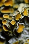 Common orange lichen, 2.5:1, Heesch This photo isn't particularly spectacular, yet it marks the start of a new personal journey, my first steps beyond 1:1 macro photography.<br />
<br />
A journey I didn't plan. I'm happy with 1:1 macro photography and had no unmet need. In fact, on live subjects I often cannot use the closest focusing distance of my 1:1 macro lens, which technically means it's not even macro. I'm fine with that, it's just a word, I care about the subject and its meaning much more.<br />
<br />
Yet somehow I found myself suddenly owning the Laowa Venus 25mm f/2.8 2.5-5x Ultra-Macro lens. I made the impulse buy after a cool video about it by Thomas Shahan, whom enjoyed it very much. As it is relatively inexpensive, I pulled the trigger. As just a lens to play with, probably mostly indoors.<br />
<br />
This one spontaneous action led to a gear catastrophe. Whilst in extremely favorable conditions one can still use 2.5x macro without much else, at 5x macro, everything changes. You need a macro rail, strong lights, specimen holders, special software, the list goes on.<br />
<br />
As macro beyond 1:1 is not very common, I plan to add more "making of" info below such photos. Just so you can get an idea of what it's like.<br />
<br />
To start with this first photo, it's a 2.5:1 macro, the smallest magnification this lens offers. You'll only get anything in focus at a 45mm focusing distance. You can't take more distance and have a smaller view (which is possible with my 1:1 macro lens). 45mm is of course extremely close to the subject, at danger of the lens blocking light. It's also difficult to add light, as the distance between the lens and subject is so short.<br />
<br />
This lens has manual aperture control, yet aperture works completely different than usual at higher magnifications. The *effective* aperture is a result of this formula:<br />
<br />
(magnification + 1) * aperture<br />
<br />
For this photo, taken at f/2.8, this would be (2.5 + 1) * 2.8 = f/9.8.<br />
<br />
At 2.5:1 and f/2.8, the depth of field (DOF) is as thin as almost not existing. So let's stop down (raise f number) to f/8 to get some more depth of field:<br />
<br />
(2.5 + 1) * 8 = f/28<br />
<br />
f/28 is really problematic. It creates light diffraction, strongly affecting image quality. What's worse, f/28 means almost no light. It's looking into a pitch black viewfinder in broad daylight. And this is just the beginning, let's use this lens' maximum magnification of 5:1:<br />
<br />
(5 + 1) * 8 = f/48<br />
<br />
f/48 is absurd. It requires insane amounts of light just to see anything in the view finder.<br />
<br />
If the above is too confusing, the real-world consequence of this lens and its qualities are that even in the best of conditions (f/2.8, 2.5:1), this lens is extremely difficult to use handheld or in the field. You'd need a really tiny subject (< 1mm), great flash, lots of practise, and a subject that tolerates this tiny working distance.<br />
<br />
In any other circumstance (bigger subject, bigger magnification) this lens can basically only be used by stacking many shots, and combining them. Much more on that later.<br />
<br />
This first photo is a lateral view taken from a tripod at 2.5:1, depth of field is around 0.1mm. It's basically one of my early tests. <br />
https://www.jungledragon.com/image/92738/common_orange_lichen_2.51_stack_heesch.html Common orange lichen,Europe,Extreme Macro,Heesch,Netherlands,World,Xanthoria parietina