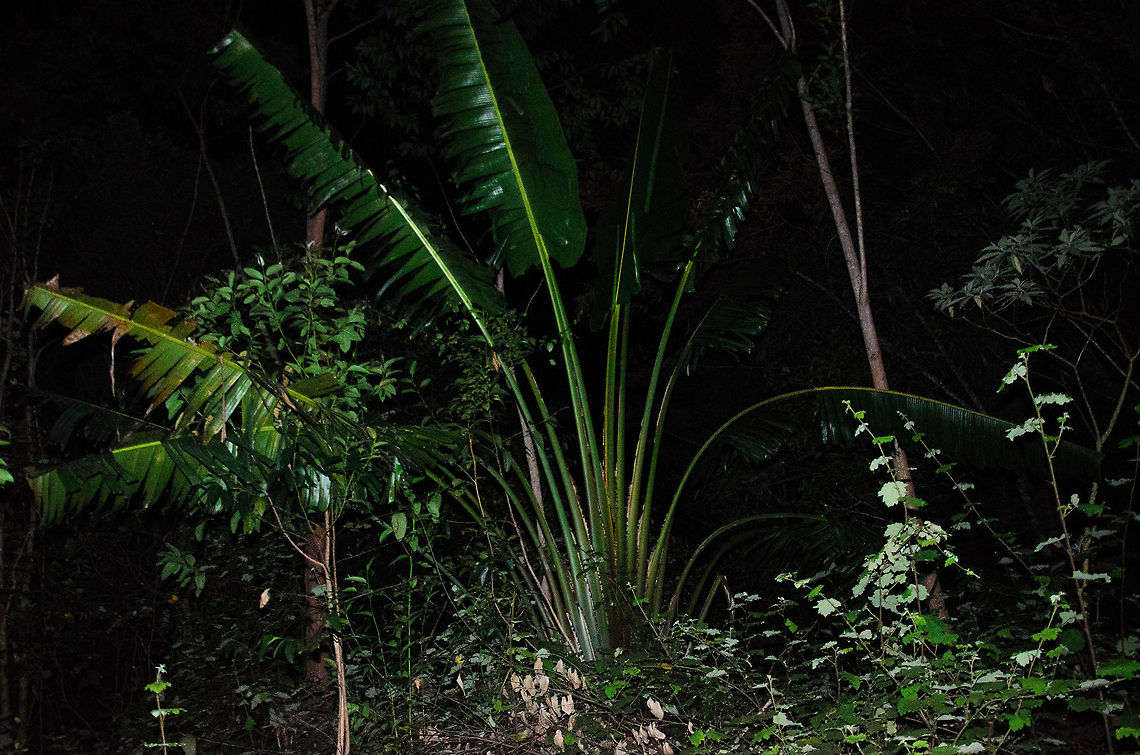 Travellers palm (Ravenala madagascariensis) at night A very typical plant in Madagascar, this one captured at night. It is called a Travellers palm because of the curled up leaves that hold water, which may help lost travellers survive. Andasibe,Geotagged,Madagascar,Ravenala madagascariensis,Travellers palm