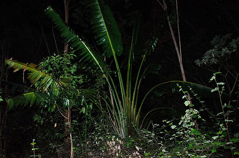Travellers palm (Ravenala madagascariensis) at night A very typical plant in Madagascar, this one captured at night. It is called a Travellers palm because of the curled up leaves that hold water, which may help lost travellers survive. Andasibe,Geotagged,Madagascar,Ravenala madagascariensis,Travellers palm