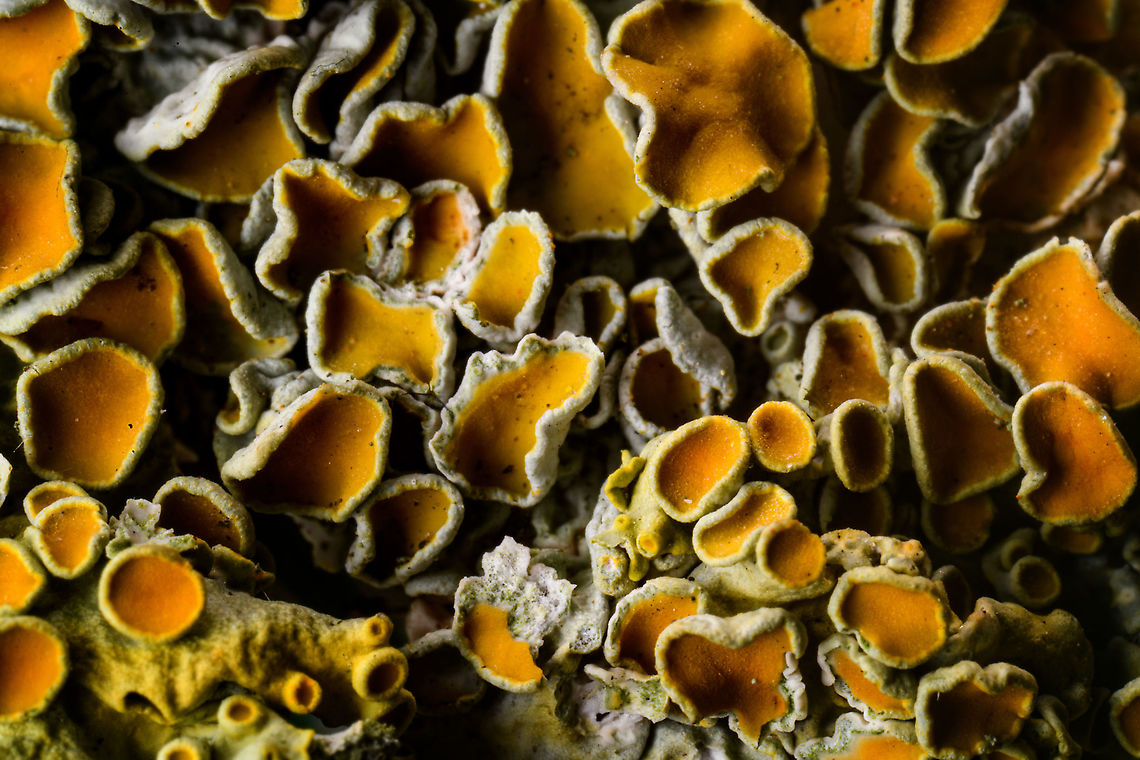Common orange lichen, 2.5:1 stack, Heesch In my previous post...<br />
<figure class="photo"><a href="https://www.jungledragon.com/image/92686/common_orange_lichen_2.51_heesch.html" title="Common orange lichen, 2.5:1, Heesch"><img src="https://s3.amazonaws.com/media.jungledragon.com/images/2/92686_thumb.jpg?AWSAccessKeyId=05GMT0V3GWVNE7GGM1R2&Expires=1763596810&Signature=ooLoELBitXCse2XOhlfUwyRMQ%2Bo%3D" width="102" height="152" alt="Common orange lichen, 2.5:1, Heesch This photo isn't particularly spectacular, yet it marks the start of a new personal journey, my first steps beyond 1:1 macro photography.<br />
<br />
A journey I didn't plan. I'm happy with 1:1 macro photography and had no unmet need. In fact, on live subjects I often cannot use the closest focusing distance of my 1:1 macro lens, which technically means it's not even macro. I'm fine with that, it's just a word, I care about the subject and its meaning much more.<br />
<br />
Yet somehow I found myself suddenly owning the Laowa Venus 25mm f/2.8 2.5-5x Ultra-Macro lens. I made the impulse buy after a cool video about it by Thomas Shahan, whom enjoyed it very much. As it is relatively inexpensive, I pulled the trigger. As just a lens to play with, probably mostly indoors.<br />
<br />
This one spontaneous action led to a gear catastrophe. Whilst in extremely favorable conditions one can still use 2.5x macro without much else, at 5x macro, everything changes. You need a macro rail, strong lights, specimen holders, special software, the list goes on.<br />
<br />
As macro beyond 1:1 is not very common, I plan to add more "making of" info below such photos. Just so you can get an idea of what it's like.<br />
<br />
To start with this first photo, it's a 2.5:1 macro, the smallest magnification this lens offers. You'll only get anything in focus at a 45mm focusing distance. You can't take more distance and have a smaller view (which is possible with my 1:1 macro lens). 45mm is of course extremely close to the subject, at danger of the lens blocking light. It's also difficult to add light, as the distance between the lens and subject is so short.<br />
<br />
This lens has manual aperture control, yet aperture works completely different than usual at higher magnifications. The *effective* aperture is a result of this formula:<br />
<br />
(magnification + 1) * aperture<br />
<br />
For this photo, taken at f/2.8, this would be (2.5 + 1) * 2.8 = f/9.8.<br />
<br />
At 2.5:1 and f/2.8, the depth of field (DOF) is as thin as almost not existing. So let's stop down (raise f number) to f/8 to get some more depth of field:<br />
<br />
(2.5 + 1) * 8 = f/28<br />
<br />
f/28 is really problematic. It creates light diffraction, strongly affecting image quality. What's worse, f/28 means almost no light. It's looking into a pitch black viewfinder in broad daylight. And this is just the beginning, let's use this lens' maximum magnification of 5:1:<br />
<br />
(5 + 1) * 8 = f/48<br />
<br />
f/48 is absurd. It requires insane amounts of light just to see anything in the view finder.<br />
<br />
If the above is too confusing, the real-world consequence of this lens and its qualities are that even in the best of conditions (f/2.8, 2.5:1), this lens is extremely difficult to use handheld or in the field. You'd need a really tiny subject (< 1mm), great flash, lots of practise, and a subject that tolerates this tiny working distance.<br />
<br />
In any other circumstance (bigger subject, bigger magnification) this lens can basically only be used by stacking many shots, and combining them. Much more on that later.<br />
<br />
This first photo is a lateral view taken from a tripod at 2.5:1, depth of field is around 0.1mm. It's basically one of my early tests. <br />
https://www.jungledragon.com/image/92738/common_orange_lichen_2.51_stack_heesch.html Common orange lichen,Europe,Extreme Macro,Heesch,Netherlands,World,Xanthoria parietina" /></a></figure><br />
...I introduced my new 2.5 - 5x macro lens and some of the big challenges in working with it. The previous photo showed a very tiny depth of field at about 0.1mm. To cover (much) more depth, stacking is a requirement.<br />
<br />
So to make a long story short, I invested in stacking gear. Specifically, the WeMacro automated rail. This is a machine on which you put your camera, and then it moves it forward or backward automatically, by steps as small as 1 micron (0.001 mm). The rail includes a shutter cable which goes into the camera. Next, you can control the rail in a number of ways, using a mobile app, a Windows app, or the way I'm using it, using the Helicon Remote software.<br />
<br />
As a summary of how this works: on my computer monitor, I'm directly looking at the live feed of the camera. Parts in focus are marked blue. I can press forward/backward to move the rail slightly, until I find the start of the stack. Next, I move the rail backwards until I find the point that I want to be the end of the stack. <br />
<br />
Finally, I input the amount of steps/photos to take between these points, and press start. The entire process of taking the photos and moving the rail is fully automated. I typically leave the room and let it run, also to avoid vibrations.<br />
<br />
If you're on Facebook, this video shows the setup in action:<br />
<a href="https://www.facebook.com/ferdy.christant/videos/10158019291547692/" rel="nofollow">https://www.facebook.com/ferdy.christant/videos/10158019291547692/</a><br />
<br />
The end result will be a few dozen images taken, which are then loaded into another program, Helicon Focus. Here you can blend the photos into a single image.<br />
<br />
Stacking is tedious and painful, even with this machine, although it does take away the biggest time sink. The big upside is something macro photographers are not used to: depth of field no longer matters. If you want more, just add more steps to the stack. <br />
<br />
Likewise, normally with 1:1 macro you would try to align with the subject, to maximize depth of field. With stacking, this is not necessary. You can take an odd diagonal angle and get full depth of field across the scene. So you have to basically unlearn some constraints of non-stack macro photography.<br />
<br />
And finally, another cool implication of deep stacking is that you can generate multiple images from the same stack. In this example, I did a full start to end stack, everything is in focus in the combined image. However, if I keep the individual stack images, I can now also produce an entirely new image that would only cover the first half of the depth of field, should I like that result better.<br />
<br />
3.5:1 macro:<br />
<br />
<figure class="photo"><a href="https://www.jungledragon.com/image/92743/common_orange_lichen_3.51_stack_heesch.html" title="Common orange lichen, 3.5:1 stack, Heesch"><img src="https://s3.amazonaws.com/media.jungledragon.com/images/2/92743_thumb.jpg?AWSAccessKeyId=05GMT0V3GWVNE7GGM1R2&Expires=1763596810&Signature=z6bwoRODGJW0ZNxISgB2rjvmNdk%3D" width="200" height="134" alt="Common orange lichen, 3.5:1 stack, Heesch A 3.5x macro stack of a Common orange lichen.<br />
<br />
From this magnification and onwards, vibration is a real issue. Even when you sit absolutely still, the scene will vibrate. It could be because of a distant passing car, the laundry machine in the next room, anything. <br />
<br />
This problem in particular manifests itself when using continuous light for stacking. Even a very strong continuous LED light pointing directly at this subject, almost touching it, still gives only a relatively slow 1/50s shutter speed, which is too slow to avoid vibration. <br />
<br />
One solution is to add even more continuous lights or more powerful ones. A better solution is flash, which has its own problems that I'll discuss in another post.<br />
<br />
I also like to add an important creative lesson. The maximum magnification of a topic isn't always the best or most interesting. For example, from this series of this species, I like this one best:<br />
https://www.jungledragon.com/image/92738/common_orange_lichen_2.51_stack_heesch.html<br />
Things don't always look better or more interesting when magnifying further, it really depends on the topic. Furthermore, the biggest magnification also has the biggest problems, the process is extra difficult and the result not as sharp. <br />
<br />
For this reason, I also sometimes use my 1:1 macro lens for stacking. It's optically a superior lens and still has a decent magnification. As I go beyond these first steps that are highly technical, my focus should be on meaning, not magnification for magnification sake. Common orange lichen,Extreme Macro,WeRail,Xanthoria parietina" /></a></figure><br />
5:1 macro:<br />
<br />
<figure class="photo"><a href="https://www.jungledragon.com/image/92741/common_orange_lichen_51_stack_heesch.html" title="Common orange lichen, 5:1 stack, Heesch"><img src="https://s3.amazonaws.com/media.jungledragon.com/images/2/92741_thumb.jpg?AWSAccessKeyId=05GMT0V3GWVNE7GGM1R2&Expires=1763596810&Signature=Oa1T6Lhd%2FVmyL%2BbVmi3mHW5KaPI%3D" width="200" height="134" alt="Common orange lichen, 5:1 stack, Heesch This is a stack at 5x macro of the Common orange lichen. A few "making of" notes:<br />
<br />
From this magnification and onwards, things start to look really dirty and messy. Dust, particles, threads everywhere. Depending on the subject, some people prepare their specimens for this reason. The thing I like about this shot is that you can start to see the algae (green), part of the lichen.<br />
<br />
The stack is reasonable but does have beginner issues, in particular a few halo effects that are a common result of stacking. It primarily happens due to 2 reasons: the step length was too small (not in this case), or the software fails to accurately detect sharp/soft edges. Its hard or even impossible to avoid halos altogether, but in the meanwhile I've already learned a few things to minimize them.<br />
<br />
Finally, a note on sharpness. I usually post my photos in very high resolution. If I didn't crop the photo, it's over 8000 pixels wide. If the shot was decent, you can zoom pretty deeply to inspect additional details in the image. I most certainly can't produce that at 5x macro, zooming digitally into a high res photos basically means you're at 10:1 (combined). At that level, there's way too many optical/movement/noise issues. <br />
<br />
In other words, for these types of images, what you're looking at is the usable detail. Zooming deeply into the image won't make you very happy. Common orange lichen,Extreme Macro,Xanthoria parietina" /></a></figure> Common orange lichen,Europe,Extreme Macro,Heesch,Netherlands,World,Xanthoria parietina
