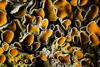 Common orange lichen, 2.5:1 stack, Heesch In my previous post...<br />
https://www.jungledragon.com/image/92686/common_orange_lichen_2.51_heesch.html<br />
...I introduced my new 2.5 - 5x macro lens and some of the big challenges in working with it. The previous photo showed a very tiny depth of field at about 0.1mm. To cover (much) more depth, stacking is a requirement.<br />
<br />
So to make a long story short, I invested in stacking gear. Specifically, the WeMacro automated rail. This is a machine on which you put your camera, and then it moves it forward or backward automatically, by steps as small as 1 micron (0.001 mm). The rail includes a shutter cable which goes into the camera. Next, you can control the rail in a number of ways, using a mobile app, a Windows app, or the way I'm using it, using the Helicon Remote software.<br />
<br />
As a summary of how this works: on my computer monitor, I'm directly looking at the live feed of the camera. Parts in focus are marked blue. I can press forward/backward to move the rail slightly, until I find the start of the stack. Next, I move the rail backwards until I find the point that I want to be the end of the stack. <br />
<br />
Finally, I input the amount of steps/photos to take between these points, and press start. The entire process of taking the photos and moving the rail is fully automated. I typically leave the room and let it run, also to avoid vibrations.<br />
<br />
If you're on Facebook, this video shows the setup in action:<br />
https://www.facebook.com/ferdy.christant/videos/10158019291547692/<br />
<br />
The end result will be a few dozen images taken, which are then loaded into another program, Helicon Focus. Here you can blend the photos into a single image.<br />
<br />
Stacking is tedious and painful, even with this machine, although it does take away the biggest time sink. The big upside is something macro photographers are not used to: depth of field no longer matters. If you want more, just add more steps to the stack. <br />
<br />
Likewise, normally with 1:1 macro you would try to align with the subject, to maximize depth of field. With stacking, this is not necessary. You can take an odd diagonal angle and get full depth of field across the scene. So you have to basically unlearn some constraints of non-stack macro photography.<br />
<br />
And finally, another cool implication of deep stacking is that you can generate multiple images from the same stack. In this example, I did a full start to end stack, everything is in focus in the combined image. However, if I keep the individual stack images, I can now also produce an entirely new image that would only cover the first half of the depth of field, should I like that result better.<br />
<br />
3.5:1 macro:<br />
<br />
https://www.jungledragon.com/image/92743/common_orange_lichen_3.51_stack_heesch.html<br />
5:1 macro:<br />
<br />
https://www.jungledragon.com/image/92741/common_orange_lichen_51_stack_heesch.html Common orange lichen,Europe,Extreme Macro,Heesch,Netherlands,World,Xanthoria parietina