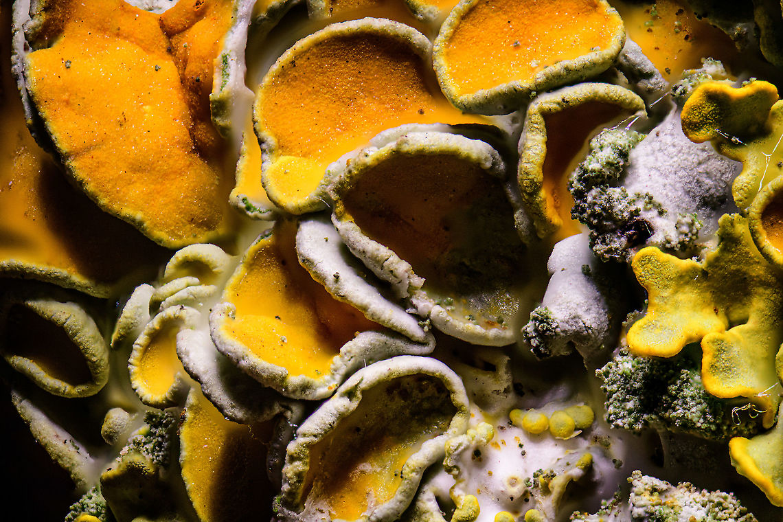 Common orange lichen, 5:1 stack, Heesch This is a stack at 5x macro of the Common orange lichen. A few &quot;making of&quot; notes:<br />
<br />
From this magnification and onwards, things start to look really dirty and messy. Dust, particles, threads everywhere. Depending on the subject, some people prepare their specimens for this reason. The thing I like about this shot is that you can start to see the algae (green), part of the lichen.<br />
<br />
The stack is reasonable but does have beginner issues, in particular a few halo effects that are a common result of stacking. It primarily happens due to 2 reasons: the step length was too small (not in this case), or the software fails to accurately detect sharp/soft edges. Its hard or even impossible to avoid halos altogether, but in the meanwhile I&#039;ve already learned a few things to minimize them.<br />
<br />
Finally, a note on sharpness. I usually post my photos in very high resolution. If I didn&#039;t crop the photo, it&#039;s over 8000 pixels wide. If the shot was decent, you can zoom pretty deeply to inspect additional details in the image. I most certainly can&#039;t produce that at 5x macro, zooming digitally into a high res photos basically means you&#039;re at 10:1 (combined). At that level, there&#039;s way too many optical/movement/noise issues. <br />
<br />
In other words, for these types of images, what you&#039;re looking at is the usable detail. Zooming deeply into the image won&#039;t make you very happy. Common orange lichen,Extreme Macro,Xanthoria parietina