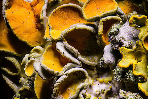 Common orange lichen, 5:1 stack, Heesch This is a stack at 5x macro of the Common orange lichen. A few "making of" notes:

From this magnification and onwards, things start to look really dirty and messy. Dust, particles, threads everywhere. Depending on the subject, some people prepare their specimens for this reason. The thing I like about this shot is that you can start to see the algae (green), part of the lichen.

The stack is reasonable but does have beginner issues, in particular a few halo effects that are a common result of stacking. It primarily happens due to 2 reasons: the step length was too small (not in this case), or the software fails to accurately detect sharp/soft edges. Its hard or even impossible to avoid halos altogether, but in the meanwhile I've already learned a few things to minimize them.

Finally, a note on sharpness. I usually post my photos in very high resolution. If I didn't crop the photo, it's over 8000 pixels wide. If the shot was decent, you can zoom pretty deeply to inspect additional details in the image. I most certainly can't produce that at 5x macro, zooming digitally into a high res photos basically means you're at 10:1 (combined). At that level, there's way too many optical/movement/noise issues. 

In other words, for these types of images, what you're looking at is the usable detail. Zooming deeply into the image won't make you very happy. Common orange lichen,Extreme Macro,Xanthoria parietina