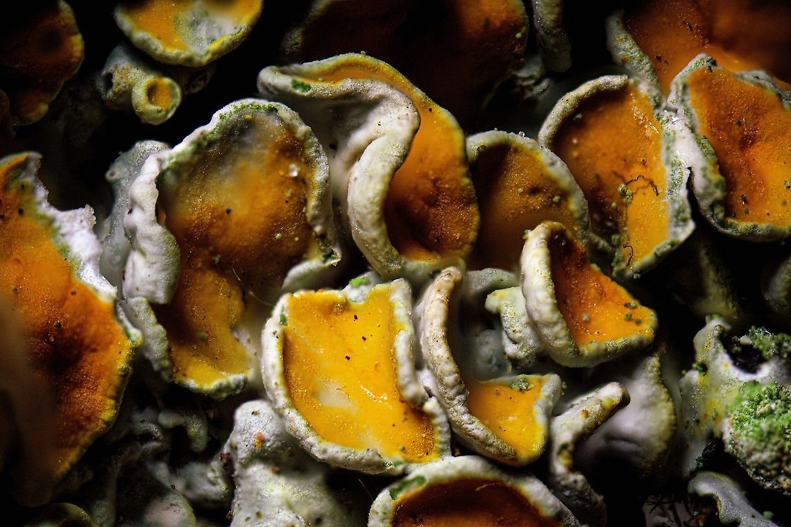 Common orange lichen, 3.5:1 stack, Heesch A 3.5x macro stack of a Common orange lichen.<br />
<br />
From this magnification and onwards, vibration is a real issue. Even when you sit absolutely still, the scene will vibrate. It could be because of a distant passing car, the laundry machine in the next room, anything. <br />
<br />
This problem in particular manifests itself when using continuous light for stacking. Even a very strong continuous LED light pointing directly at this subject, almost touching it, still gives only a relatively slow 1/50s shutter speed, which is too slow to avoid vibration. <br />
<br />
One solution is to add even more continuous lights or more powerful ones. A better solution is flash, which has its own problems that I'll discuss in another post.<br />
<br />
I also like to add an important creative lesson. The maximum magnification of a topic isn't always the best or most interesting. For example, from this series of this species, I like this one best:<br />
<figure class="photo"><a href="https://www.jungledragon.com/image/92738/common_orange_lichen_2.51_stack_heesch.html" title="Common orange lichen, 2.5:1 stack, Heesch"><img src="https://s3.amazonaws.com/media.jungledragon.com/images/2/92738_thumb.jpg?AWSAccessKeyId=05GMT0V3GWVNE7GGM1R2&Expires=1759968010&Signature=ex%2Bgbd3mEVee2xE8E4ZHBSQt5hY%3D" width="200" height="134" alt="Common orange lichen, 2.5:1 stack, Heesch In my previous post...<br />
https://www.jungledragon.com/image/92686/common_orange_lichen_2.51_heesch.html<br />
...I introduced my new 2.5 - 5x macro lens and some of the big challenges in working with it. The previous photo showed a very tiny depth of field at about 0.1mm. To cover (much) more depth, stacking is a requirement.<br />
<br />
So to make a long story short, I invested in stacking gear. Specifically, the WeMacro automated rail. This is a machine on which you put your camera, and then it moves it forward or backward automatically, by steps as small as 1 micron (0.001 mm). The rail includes a shutter cable which goes into the camera. Next, you can control the rail in a number of ways, using a mobile app, a Windows app, or the way I'm using it, using the Helicon Remote software.<br />
<br />
As a summary of how this works: on my computer monitor, I'm directly looking at the live feed of the camera. Parts in focus are marked blue. I can press forward/backward to move the rail slightly, until I find the start of the stack. Next, I move the rail backwards until I find the point that I want to be the end of the stack. <br />
<br />
Finally, I input the amount of steps/photos to take between these points, and press start. The entire process of taking the photos and moving the rail is fully automated. I typically leave the room and let it run, also to avoid vibrations.<br />
<br />
If you're on Facebook, this video shows the setup in action:<br />
https://www.facebook.com/ferdy.christant/videos/10158019291547692/<br />
<br />
The end result will be a few dozen images taken, which are then loaded into another program, Helicon Focus. Here you can blend the photos into a single image.<br />
<br />
Stacking is tedious and painful, even with this machine, although it does take away the biggest time sink. The big upside is something macro photographers are not used to: depth of field no longer matters. If you want more, just add more steps to the stack. <br />
<br />
Likewise, normally with 1:1 macro you would try to align with the subject, to maximize depth of field. With stacking, this is not necessary. You can take an odd diagonal angle and get full depth of field across the scene. So you have to basically unlearn some constraints of non-stack macro photography.<br />
<br />
And finally, another cool implication of deep stacking is that you can generate multiple images from the same stack. In this example, I did a full start to end stack, everything is in focus in the combined image. However, if I keep the individual stack images, I can now also produce an entirely new image that would only cover the first half of the depth of field, should I like that result better.<br />
<br />
3.5:1 macro:<br />
<br />
https://www.jungledragon.com/image/92743/common_orange_lichen_3.51_stack_heesch.html<br />
5:1 macro:<br />
<br />
https://www.jungledragon.com/image/92741/common_orange_lichen_51_stack_heesch.html Common orange lichen,Europe,Extreme Macro,Heesch,Netherlands,World,Xanthoria parietina" /></a></figure><br />
Things don't always look better or more interesting when magnifying further, it really depends on the topic. Furthermore, the biggest magnification also has the biggest problems, the process is extra difficult and the result not as sharp. <br />
<br />
For this reason, I also sometimes use my 1:1 macro lens for stacking. It's optically a superior lens and still has a decent magnification. As I go beyond these first steps that are highly technical, my focus should be on meaning, not magnification for magnification sake. Common orange lichen,Extreme Macro,WeRail,Xanthoria parietina