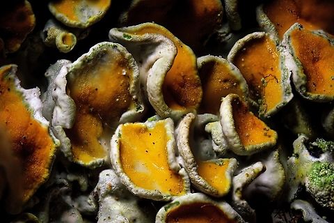 Common orange lichen, 3.5:1 stack, Heesch A 3.5x macro stack of a Common orange lichen.

From this magnification and onwards, vibration is a real issue. Even when you sit absolutely still, the scene will vibrate. It could be because of a distant passing car, the laundry machine in the next room, anything. 

This problem in particular manifests itself when using continuous light for stacking. Even a very strong continuous LED light pointing directly at this subject, almost touching it, still gives only a relatively slow 1/50s shutter speed, which is too slow to avoid vibration. 

One solution is to add even more continuous lights or more powerful ones. A better solution is flash, which has its own problems that I'll discuss in another post.

I also like to add an important creative lesson. The maximum magnification of a topic isn't always the best or most interesting. For example, from this series of this species, I like this one best:
https://www.jungledragon.com/image/92738/common_orange_lichen_2.51_stack_heesch.html
Things don't always look better or more interesting when magnifying further, it really depends on the topic. Furthermore, the biggest magnification also has the biggest problems, the process is extra difficult and the result not as sharp. 

For this reason, I also sometimes use my 1:1 macro lens for stacking. It's optically a superior lens and still has a decent magnification. As I go beyond these first steps that are highly technical, my focus should be on meaning, not magnification for magnification sake. Common orange lichen,Extreme Macro,WeRail,Xanthoria parietina