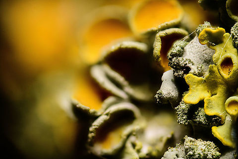Common orange lichen, sub stack, Heesch Last one in this series, I promise :)

With this image, I want to demonstrate the concept of sub stacks. This image is a result of a total stack of 100 images:
https://www.jungledragon.com/image/92741/common_orange_lichen_51_stack_heesch.html

...the one you're currently seeing on screen is from the same stack. Instead of using all 100 source images, I used 35. The results is that only the first 1/3 of the total stack is in focus, the rest unsharp. I could have also chosen the background to be sharp, and the foreground unsharp. Or the middle, any place really.

Imagine it as being able to pick a focus point/area AFTER taking an image. Pretty cool! In this example, it's not that meaningful or beautiful, but I hope you can imagine how on some subjects, you can derive beautiful small depth of field images from a larger stack. 

Perhaps this suggests to always make very deep and huge stacks of 100 images or more, you know...just in case. Unfortunately, there's a lot of downsides to having lots of images in your stack:
- Takes a long time to make
- Takes a lot of storage
- Takes a lot of processing time to blend together
- Draws a lot of battery power of your camera
- When using flash, drains and overheats the unit
- The most important downside: it wears out your camera. A DSRL's shutter typically is tested to last 300K images. If you take a 100 images just to produce one image, you can imagine this adding up very quickly.

Anyway, hope the idea is clear: from a deep stack, you can take individual images or series of images to pick a depth of field after taking the photo.
 Common orange lichen,Extreme Macro,Xanthoria parietina