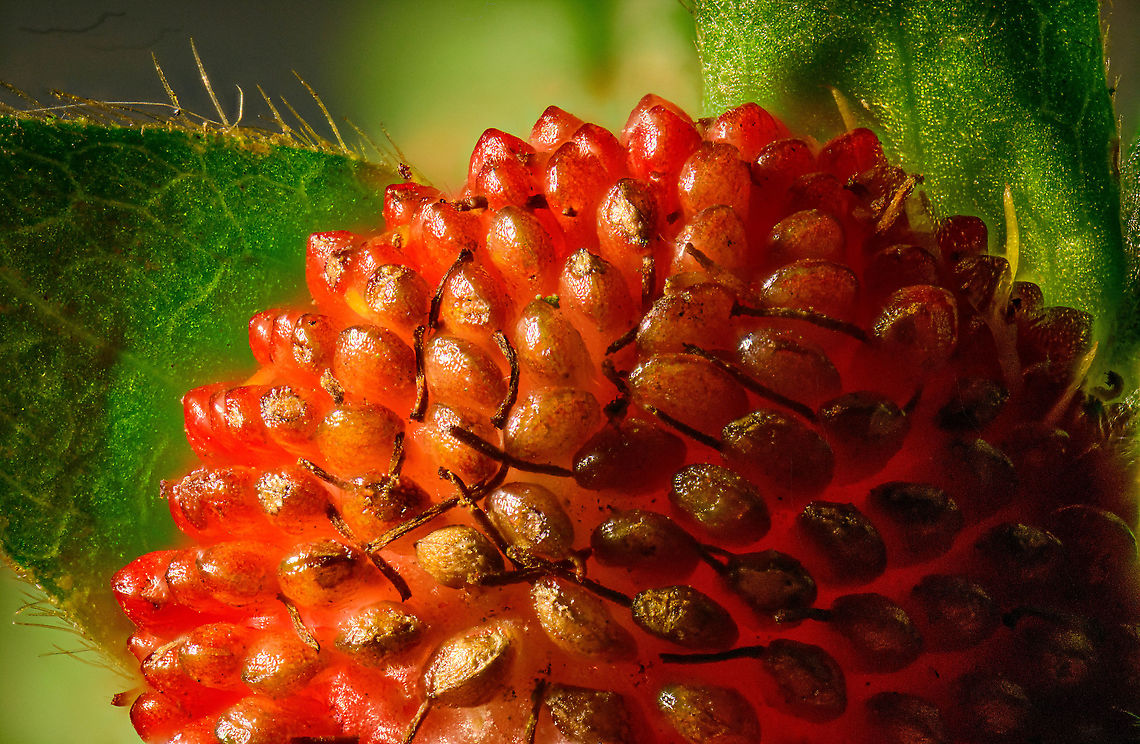 Mock strawberry, Heesch, Netherlands This is a stack at 2.5:1 magnification. 5:1:<br />
<figure class="photo"><a href="https://www.jungledragon.com/image/92777/mock_strawberry_51_heesch_netherlands.html" title="Mock strawberry (5:1), Heesch, Netherlands"><img src="https://s3.amazonaws.com/media.jungledragon.com/images/2/92777_thumb.jpg?AWSAccessKeyId=05GMT0V3GWVNE7GGM1R2&Expires=1759968010&Signature=bD662Bw2ca%2FgGYfztJK%2BOAwe%2BJs%3D" width="200" height="100" alt="Mock strawberry (5:1), Heesch, Netherlands This is a stack at 5:1 magnification. 2.5:1:<br />
https://www.jungledragon.com/image/92776/woodland_strawberry_heesch_netherlands.html Duchesnea indica,Extreme Macro,Mock Strawberry,Mock strawberry,Potentilla indica" /></a></figure> Duchesnea indica,Extreme Macro,Mock Strawberry,Mock strawberry,Potentilla indica