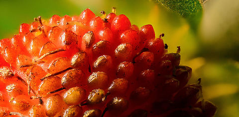 Mock strawberry (5:1), Heesch, Netherlands This is a stack at 5:1 magnification. 2.5:1:
https://www.jungledragon.com/image/92776/woodland_strawberry_heesch_netherlands.html Duchesnea indica,Extreme Macro,Mock Strawberry,Mock strawberry,Potentilla indica