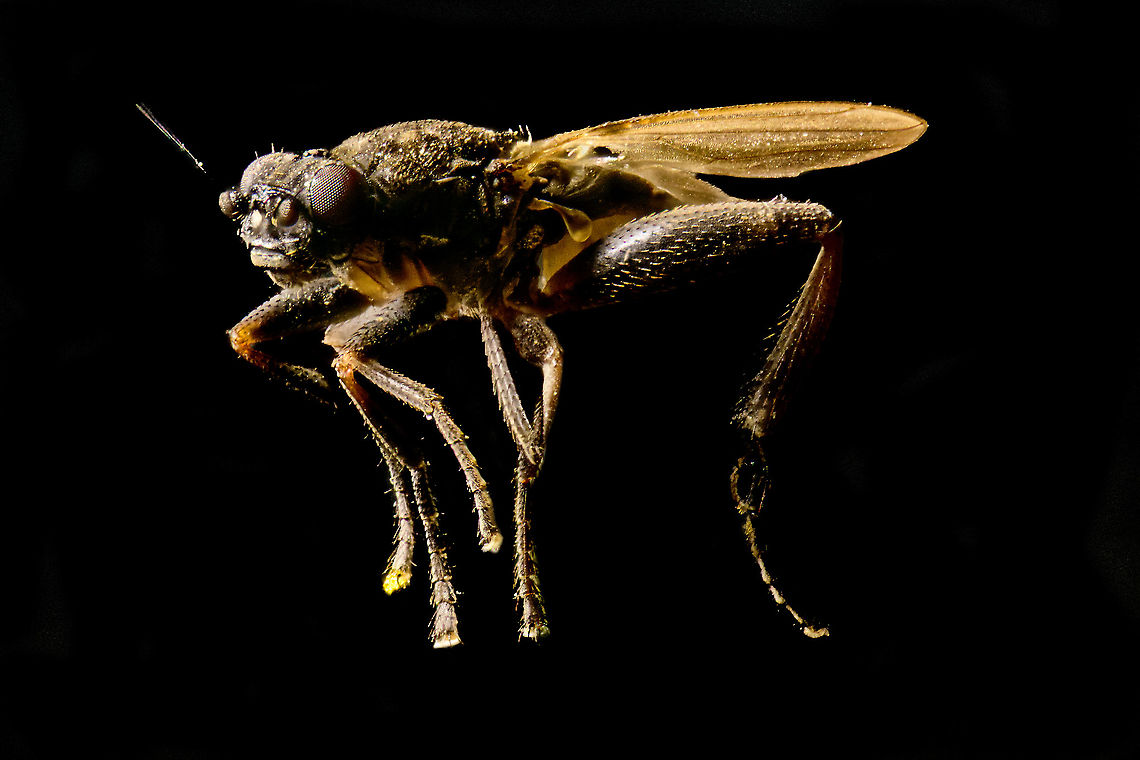 Tiny fly (5:1), Heesch, Netherlands This is my first 5x macro insect stack. The end result is really quite bad, and I was in doubt to post it all. I'm posting it anyway, as it perhaps has some species value (even if unattractive), and I'll also throw in some technical notes.<br />
<br />
A few weeks ago, there weren't really many insects to be found so I set my targets on this tiny fly found indoors. It's a fruit fly sized fly, although I am unsure whether it is actually a fruit fly, I suspect it isn't. To the naked eye, it's a tiny black stripe.<br />
<br />
I figured to catch it with a little tool I recently acquired:<br />
<a href="https://www.wemacro.com/wp-content/uploads/2016/09/catch-clamp1.jpg" rel="nofollow">https://www.wemacro.com/wp-content/uploads/2016/09/catch-clamp1.jpg</a><br />
<br />
In my attempt to snap it inside, I crushed the fly on the edge of the bowl. The odds of that happening given this tiny fly are close to none, but leave it up to me to rise to unprecedented levels of clumsiness. Anyway, that's why the fly looks so bad, several of its legs are broken due to this poor handling.<br />
<br />
I pierced it in the gut area with a toothpick, as I did not have a fine needle yet. I should have painted it black, it would be easier to remove it in post processing. For a size reference, a toothpick at 5x macro is about the size of a tree.<br />
<br />
The next problem is the lack of a background. At 5x macro, you basically don't have a background, yet there's better ways to handle this, which I'm still discovering. <br />
<br />
Magnification: the only good thing about this image is that it does show things impossible to see with the naked eye or even with 1:1 macro. Yet it also shows the limits of 5:1 macro. 5x macro feels impressive, but this subject really is too small for it. For now, my rough take is that topics 1-2cm or bigger are best for this level of magnification. Indeed, when checking high quality extreme macro photos of fruit flies and the likes, most are using 10:1 macro. That said, I've learned better techniques now so perhaps in time I can also cover  the 5mm range in better quality.<br />
<br />
Finally, optically quality is poor. It's not particularly sharp, details are lacking. It's a smudge. This largely is the result of poor continuous lighting in combination with a too slow shutter speed for 5:1 macro. So far, I'm having better luck with flash lighting, more to follow on that.<br />
<br />
I'll let you have a laugh at this first insect stack, yet I shall come back with a revenge. Extreme Macro,Heesch,The Netherlands