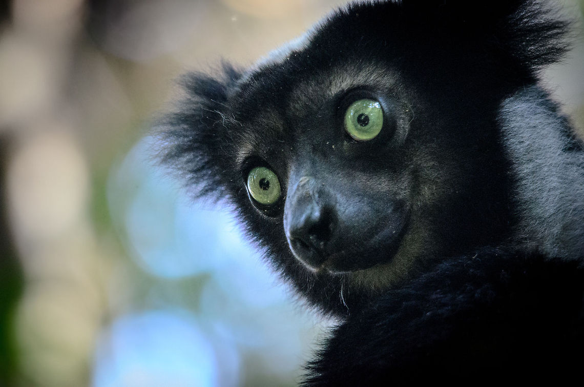 Indri essence It is a magical moment to look into the eyes of this mystical creature so deeply and so up close.  Andasibe,Indri,Indri indri,Madagascar