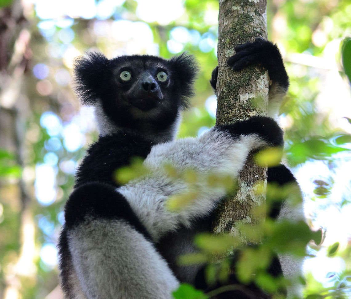 Indri coming down to human level This was a special moment for all guests visiting the Andasibe forest this day. This Indri came down from the tree tops and hung low in a tree, nearly at eye level and only about 10 metres away from us. It hung there curiously for a few minutes, after which it dissapeared in 3 seconds completely out of sight, using giant vertical leaps, almost as if to say...I rule this forest. Andasibe,Indri,Indri indri,Madagascar