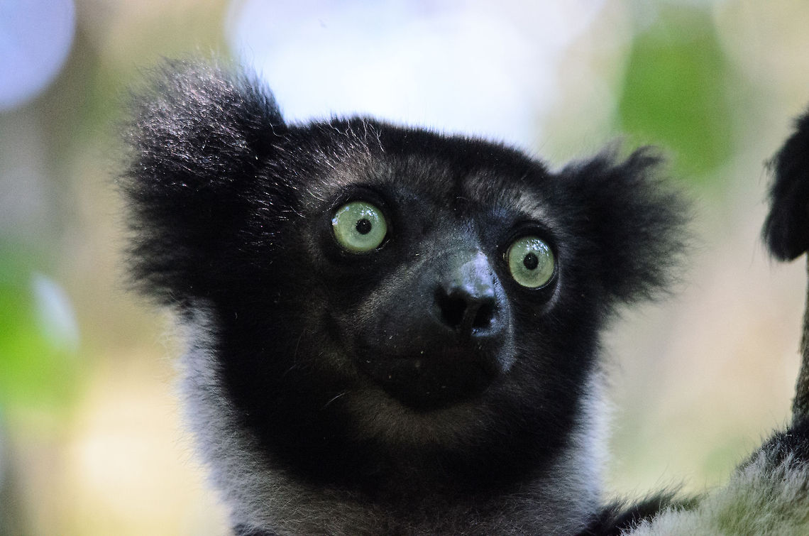 Indri closeup Can't get enough of the eyes of this mystical creature, the largest of lemurs, only to be seen in Andasibe. Andasibe,Indri,Indri indri,Madagascar