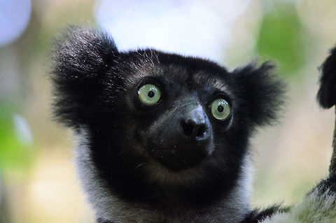 Indri closeup Can't get enough of the eyes of this mystical creature, the largest of lemurs, only to be seen in Andasibe. Andasibe,Indri,Indri indri,Madagascar