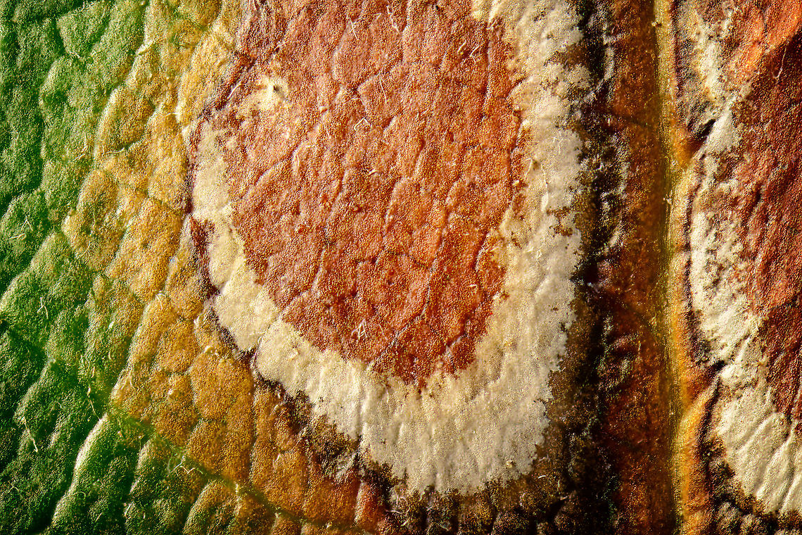 Leaf miner (5:1), Heesch, Netherlands This is a 5x macro shot of a section of a leaf I found in the garden. It looks like the work of a leaf miner. Personally, I don't think the magnification brings additional detail that is very meaningful, would have been way better if the larvae was still in there or partly visible. Extreme Macro