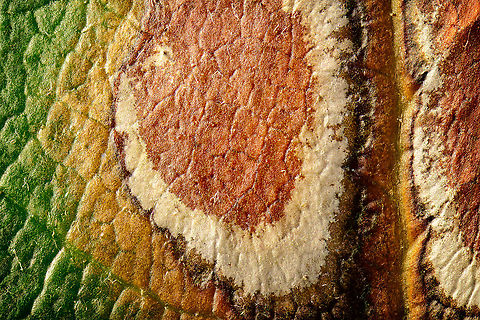 Leaf miner (5:1), Heesch, Netherlands This is a 5x macro shot of a section of a leaf I found in the garden. It looks like the work of a leaf miner. Personally, I don't think the magnification brings additional detail that is very meaningful, would have been way better if the larvae was still in there or partly visible. Extreme Macro