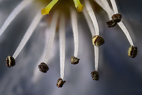 Callery Pear, filament and anthers, Heesch, Netherlands This is a macro stack from an individual flower of a tree that grows in our garden: Pyrus calleryana Decne. During early spring, it produces several thousands of small flowers, about 2cm in size.

The funny thing about this stack is the making of. I was having my best friend Barry over, showing him my new stacking gear. Demonstrating a stack is very time confusing because of all the steps involved:

- composition and specimen preparation
- step length calculation
- rail positioning
- several lighting tests
- running the stack
- stacking the images

Not wanting to bore him out, I half-assed all steps. I put the thing on a clam, did nothing regarding lighting, just dialed in a gut feeling number, and ran the stack. While it ran, we did nothing to avoid vibration.

Through sheer luck, this careless stack turned out pretty well. Acceptably sharp, no stacking mistakes where background objects protrude into the foreground, and hardly any halos.

Life lesson: don't try so hard.
https://www.jungledragon.com/image/92865/callery_pear_full_flower_heesch_netherlands.html Callery Pear,Extreme Macro,Pyrus calleryana