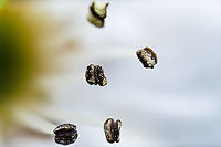 Callery Pear, anthers, Heesch, Netherlands This is a 5:1 macro, a short stack to only bring out detail specifically to the anthers of this 2cm flower. <br />
<br />
Creative-wise, I like the result, as once you can do deep stacks automatically, there's a tendency to always use it. This shows that you don't always need to. A short stack can be interesting as well. <br />
<br />
In terms of sharpness, I find it acceptable. I would want the anthers to be a bit sharper, to show a little more detail. Yet at 5x macro, this is no easy task, everything has to be perfect.<br />
https://www.jungledragon.com/image/92863/callery_pear_filament_and_anthers_heesch_netherlands.html Callery Pear,Extreme Macro,Pyrus calleryana