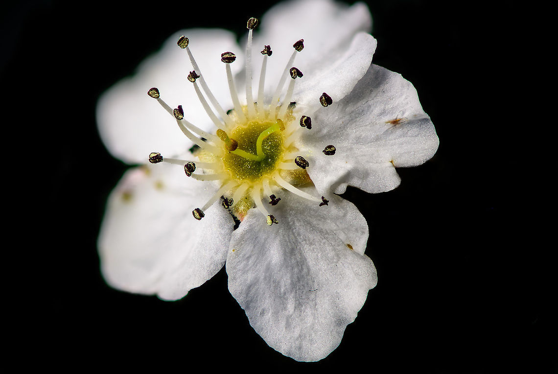 Callery Pear, full flower, Heesch, Netherlands This is the full flower of Pyrus calleryana, diameter about 2cm, a single tree producing thousands in spring. <br />
<br />
This is a limited stack at 2.5 x macro. It is technically quite good as you can zoom in quite deeply for additional detail, which is hard to accomplish at higher magnifications. <br />
<br />
There&#039;s one stacking issue not immediately visible but I&#039;ll tell you where it is: the right anther is floating in mid-air :)<br />
<br />
Also, the pure black background is not great for this type of subject, hoping to solve this in the future.<br />
<figure class="photo"><a href="https://www.jungledragon.com/image/92863/callery_pear_filament_and_anthers_heesch_netherlands.html" title="Callery Pear, filament and anthers, Heesch, Netherlands"><img src="https://s3.amazonaws.com/media.jungledragon.com/images/2/92863_thumb.jpg?AWSAccessKeyId=05GMT0V3GWVNE7GGM1R2&Expires=1767225610&Signature=L%2BfCUQFib4PwvPxCFuJ264GA0Bc%3D" width="200" height="136" alt="Callery Pear, filament and anthers, Heesch, Netherlands This is a macro stack from an individual flower of a tree that grows in our garden: Pyrus calleryana Decne. During early spring, it produces several thousands of small flowers, about 2cm in size.<br />
<br />
The funny thing about this stack is the making of. I was having my best friend Barry over, showing him my new stacking gear. Demonstrating a stack is very time confusing because of all the steps involved:<br />
<br />
- composition and specimen preparation<br />
- step length calculation<br />
- rail positioning<br />
- several lighting tests<br />
- running the stack<br />
- stacking the images<br />
<br />
Not wanting to bore him out, I half-assed all steps. I put the thing on a clam, did nothing regarding lighting, just dialed in a gut feeling number, and ran the stack. While it ran, we did nothing to avoid vibration.<br />
<br />
Through sheer luck, this careless stack turned out pretty well. Acceptably sharp, no stacking mistakes where background objects protrude into the foreground, and hardly any halos.<br />
<br />
Life lesson: don&#039;t try so hard.<br />
https://www.jungledragon.com/image/92865/callery_pear_full_flower_heesch_netherlands.html Callery Pear,Extreme Macro,Pyrus calleryana" /></a></figure><br />
<figure class="photo"><a href="https://www.jungledragon.com/image/92864/callery_pear_anthers_heesch_netherlands.html" title="Callery Pear, anthers, Heesch, Netherlands"><img src="https://s3.amazonaws.com/media.jungledragon.com/images/2/92864_thumb.jpg?AWSAccessKeyId=05GMT0V3GWVNE7GGM1R2&Expires=1767225610&Signature=Ap0npDoUTreO%2FuCV6HRCgh9Y3Xg%3D" width="200" height="134" alt="Callery Pear, anthers, Heesch, Netherlands This is a 5:1 macro, a short stack to only bring out detail specifically to the anthers of this 2cm flower. <br />
<br />
Creative-wise, I like the result, as once you can do deep stacks automatically, there&#039;s a tendency to always use it. This shows that you don&#039;t always need to. A short stack can be interesting as well. <br />
<br />
In terms of sharpness, I find it acceptable. I would want the anthers to be a bit sharper, to show a little more detail. Yet at 5x macro, this is no easy task, everything has to be perfect.<br />
https://www.jungledragon.com/image/92863/callery_pear_filament_and_anthers_heesch_netherlands.html Callery Pear,Extreme Macro,Pyrus calleryana" /></a></figure> Callery Pear,Extreme Macro,Pyrus calleryana