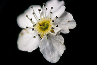 Callery Pear, full flower, Heesch, Netherlands This is the full flower of Pyrus calleryana, diameter about 2cm, a single tree producing thousands in spring. <br />
<br />
This is a limited stack at 2.5 x macro. It is technically quite good as you can zoom in quite deeply for additional detail, which is hard to accomplish at higher magnifications. <br />
<br />
There's one stacking issue not immediately visible but I'll tell you where it is: the right anther is floating in mid-air :)<br />
<br />
Also, the pure black background is not great for this type of subject, hoping to solve this in the future.<br />
https://www.jungledragon.com/image/92863/callery_pear_filament_and_anthers_heesch_netherlands.html<br />
https://www.jungledragon.com/image/92864/callery_pear_anthers_heesch_netherlands.html Callery Pear,Extreme Macro,Pyrus calleryana