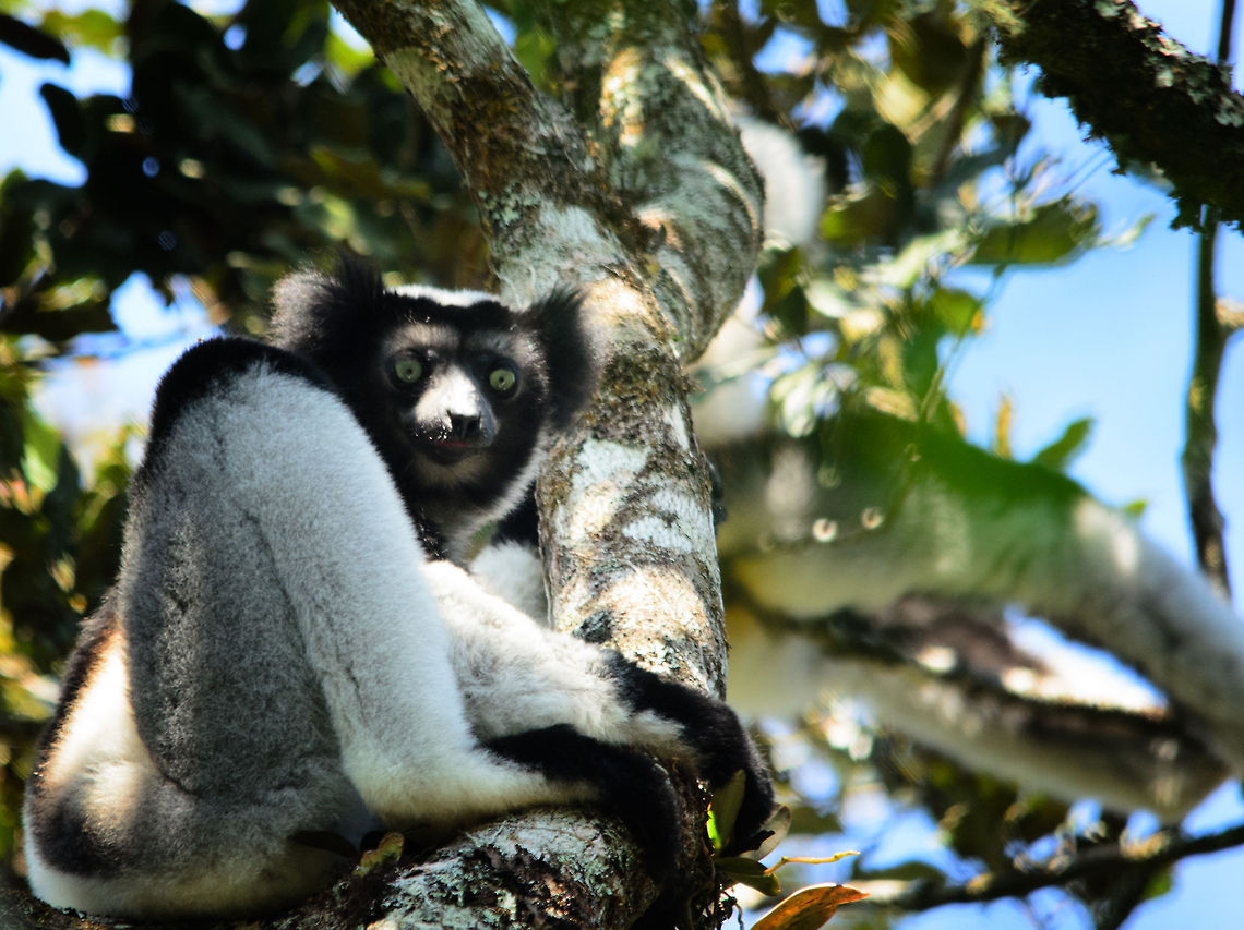 Indri Siesta An Indri is having a siesta in the Andasive forest, Madagascar. Andasibe,Indri,Indri indri,Madagascar