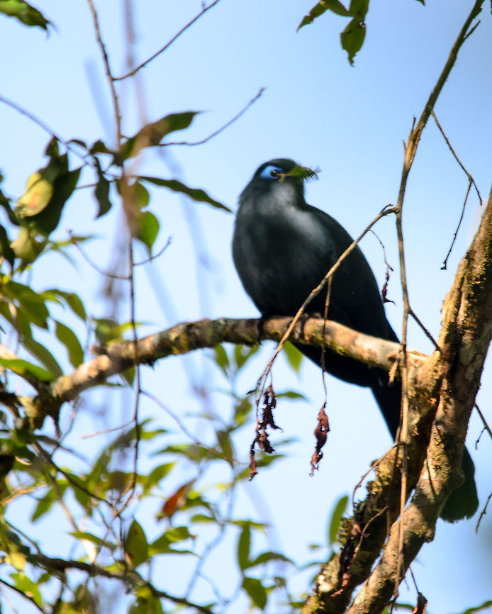 Blue Coua closeup The shot isn&#039;t entirely sharp, but my love for this bird compensates that :) I think this one is having an insect in its beak. Andasibe,Blue Coua,Coua caerulea,Madagascar