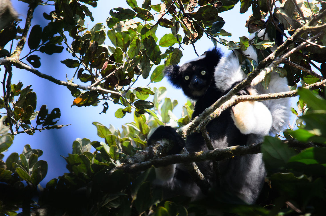 On top of the world From the high tops of the trees of the Andasibe forest of Madagascar, an Indri looks down on odd white-faced tourists. The black parts in the image are branches blocking my view, a common problem in this forest :) Andasibe,Indri,Indri indri,Madagascar