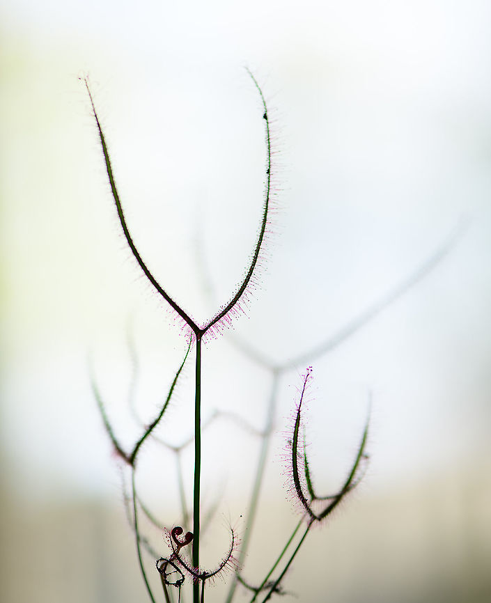 Fork-leaved sundew, Heesch, Netherlands I recently purchased 3 species of Drosera (sundews) just for fun and as potential subjects for extreme macro. I&#039;ll be posting quite a few angles/magnifications of each species, as I have these readily available indoors as patient subjects.<br />
<br />
To start with this species, it is visually unique. In total, there&#039;s about 194 species of Drosera documented, yet this Australia/New Zealand species is the only one to have branching leaves. In the wild these branches can extend by quite a lot:<br />
<br />
<a href="https://en.wikipedia.org/wiki/Drosera_binata#/media/File:Drosera_binata.jpg" rel="nofollow">https://en.wikipedia.org/wiki/Drosera_binata#/media/File:Drosera_binata.jpg</a><br />
<br />
...yet this small pot specimen is a bit more modest. This first photo is a simple 1:1 macro with natural back-light. I wanted to show the gloomy nature of this species, beautiful yet deadly. Drosera binata,Europe,Heesch,Netherlands,World