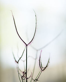 Fork-leaved sundew, Heesch, Netherlands I recently purchased 3 species of Drosera (sundews) just for fun and as potential subjects for extreme macro. I'll be posting quite a few angles/magnifications of each species, as I have these readily available indoors as patient subjects.

To start with this species, it is visually unique. In total, there's about 194 species of Drosera documented, yet this Australia/New Zealand species is the only one to have branching leaves. In the wild these branches can extend by quite a lot:

https://en.wikipedia.org/wiki/Drosera_binata#/media/File:Drosera_binata.jpg

...yet this small pot specimen is a bit more modest. This first photo is a simple 1:1 macro with natural back-light. I wanted to show the gloomy nature of this species, beautiful yet deadly. Drosera binata,Europe,Heesch,Netherlands,World