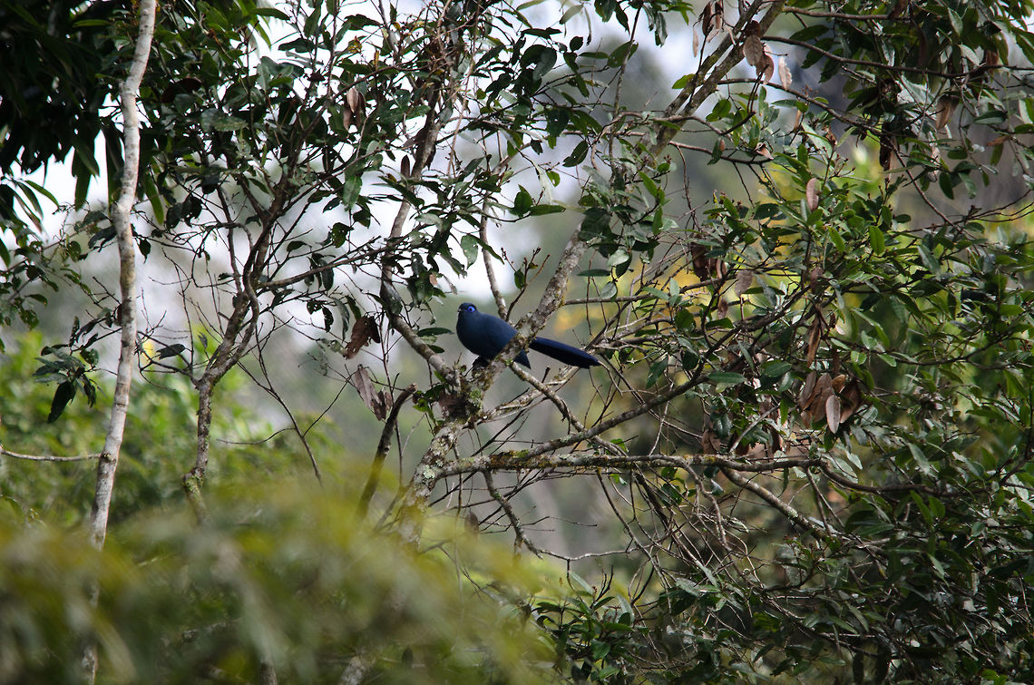 Blue Coua in Andasibe I intentionally did not crop this far away shot of a Blue Coua in the Andasibe forest of Madagascar. It is a gorgeous, quite large bird with a lovely deep color blue and a long tail. Andasibe,Blue Coua,Coua caerulea,Madagascar