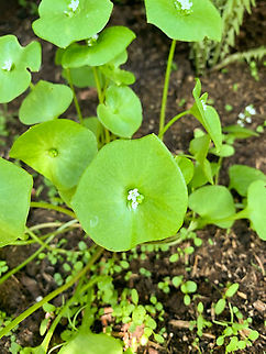 Cuban Spinach - flower, Heesch, the Netherlands Found this growing in our garden today, whilst not having planted it. It has an interesting shape where the flower seems to pierce the leaf. I've read that in reality these are two individual leafs that grow merged.
https://www.jungledragon.com/image/93027/cuban_spinach_heesch_the_netherlands.html Claytonia perfoliata,Europe,Heesch,Miner's Lettuce,Netherlands,World