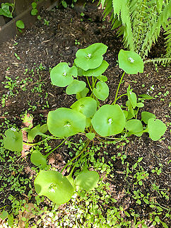 Cuban Spinach, Heesch, the Netherlands Found this growing in our garden today, whilst not having planted it. It has an interesting shape where the flower seems to pierce the leaf. I've read that in reality these are two individual leafs that grow merged.
https://www.jungledragon.com/image/93026/cuban_spinach_-_flower_heesch_the_netherlands.html Claytonia perfoliata,Europe,Geotagged,Heesch,Miner's Lettuce,Netherlands,Spring,World