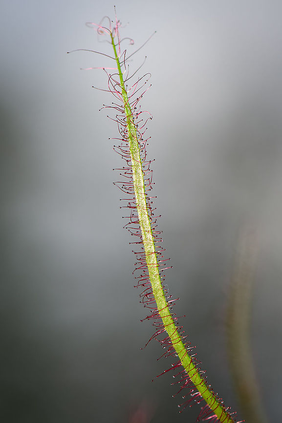 Fork-leaved sundew - leaf, Heesch, Netherlands One of the leafs of a fork-leaved sundew. This is a crop of a 1:1 macro shot. When you zoom in, you can see some details on the glandular hairs. Please see this supportive image for an idea of its size:<br />
<a href="https://en.wikipedia.org/wiki/Drosera#/media/File:Drosera_Glandular_Hair.jpg" rel="nofollow">https://en.wikipedia.org/wiki/Drosera#/media/File:Drosera_Glandular_Hair.jpg</a> Drosera binata,Europe,Fork-leaved sundew,Heesch,Netherlands,World