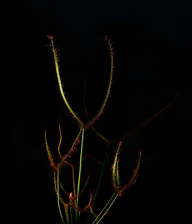 Fork-leaved sundew - blackshot, Heesch, Netherlands A blackshot image of a Fork-leaved sundew. This is not really a great subject for it as it is rather thin. <br />
<br />
The idea of such an image is to fully isolate the subject from the background, and to also completely remove the background. You know, without you trying to do this in Photoshop later. <br />
<br />
The technique: put camera in manual mode and underexpose so much that you basically see nothing in the viewfinder. In this case, I used f/18 and 1/1250s. Even in full daylight these settings gives no light at all. <br />
<br />
Next, you add custom light, in this case diffused flash from the left. The subject should be clear from anything else within a few metres so that flash does not hit anything in the background.  Drosera binata,Europe,Fork-leaved sundew,Heesch,Netherlands,World