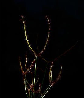 Fork-leaved sundew - blackshot, Heesch, Netherlands A blackshot image of a Fork-leaved sundew. This is not really a great subject for it as it is rather thin. 

The idea of such an image is to fully isolate the subject from the background, and to also completely remove the background. You know, without you trying to do this in Photoshop later. 

The technique: put camera in manual mode and underexpose so much that you basically see nothing in the viewfinder. In this case, I used f/18 and 1/1250s. Even in full daylight these settings gives no light at all. 

Next, you add custom light, in this case diffused flash from the left. The subject should be clear from anything else within a few metres so that flash does not hit anything in the background.  Drosera binata,Europe,Fork-leaved sundew,Heesch,Netherlands,World