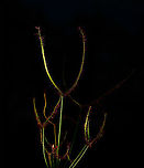 Fork-leaved sundew - blackshot, Heesch, Netherlands A blackshot image of a Fork-leaved sundew. This is not really a great subject for it as it is rather thin. <br />
<br />
The idea of such an image is to fully isolate the subject from the background, and to also completely remove the background. You know, without you trying to do this in Photoshop later. <br />
<br />
The technique: put camera in manual mode and underexpose so much that you basically see nothing in the viewfinder. In this case, I used f/18 and 1/1250s. Even in full daylight these settings gives no light at all. <br />
<br />
Next, you add custom light, in this case diffused flash from the left. The subject should be clear from anything else within a few metres so that flash does not hit anything in the background.  Drosera binata,Europe,Fork-leaved sundew,Heesch,Netherlands,World