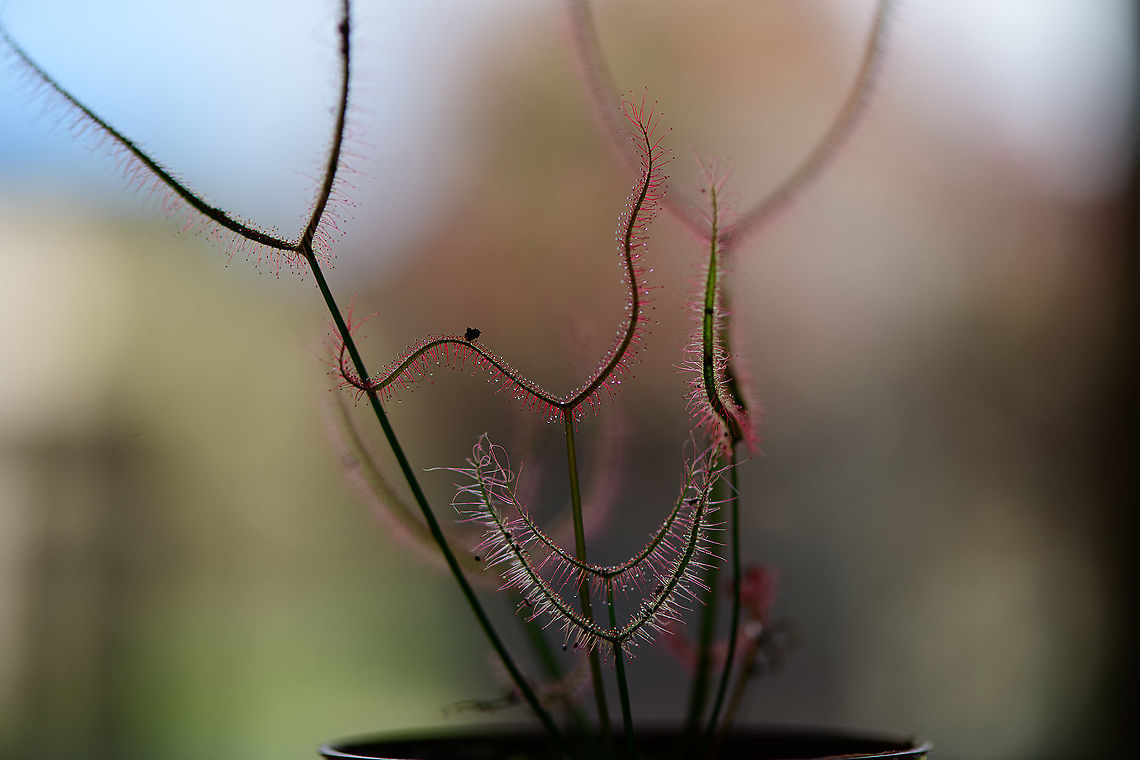 Fork-leaved sundew - backlight, Heesch, Netherlands Somewhat underexposed 1:1 macro so that backlight catches the glandular hairs, lighting them up. Drosera binata,Europe,Fork-leaved sundew,Heesch,Netherlands,World