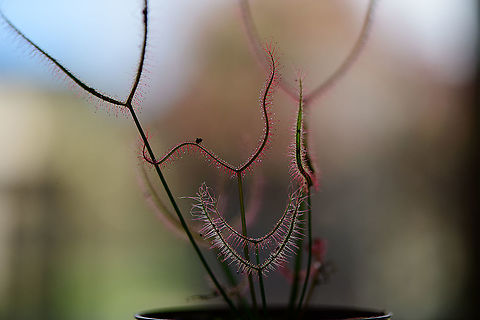 Fork-leaved sundew - backlight, Heesch, Netherlands Somewhat underexposed 1:1 macro so that backlight catches the glandular hairs, lighting them up. Drosera binata,Europe,Fork-leaved sundew,Heesch,Netherlands,World