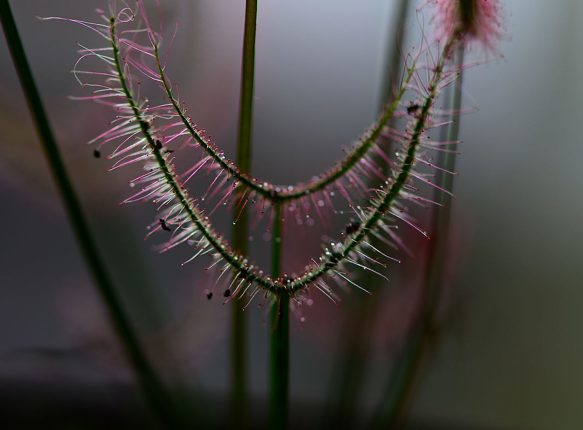 Fork-leaved sundew - fly runway, Heesch, Netherlands Helpful instructions for flies: fly through these guides, it&#039;s totally safe. Drosera binata,Europe,Fork-leaved sundew,Heesch,Netherlands,World