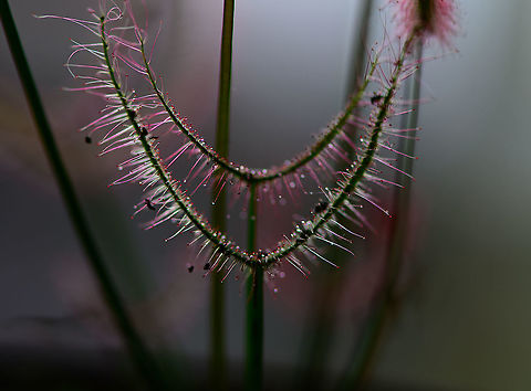Fork-leaved sundew - fly runway, Heesch, Netherlands Helpful instructions for flies: fly through these guides, it's totally safe. Drosera binata,Europe,Fork-leaved sundew,Heesch,Netherlands,World