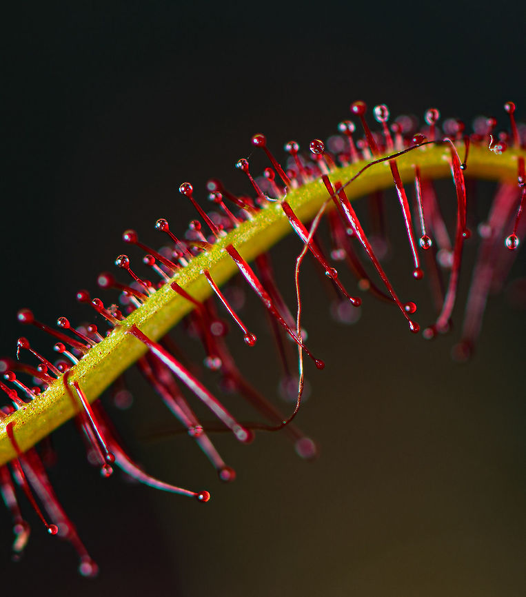 Fork-leaved sundew - glandular hairs, Heesch, Netherlands 1:1 macro crop to show details of the glandular hairs of this Fork-leaved sundew. Drosera binata,Europe,Fork-leaved sundew,Heesch,Netherlands,World