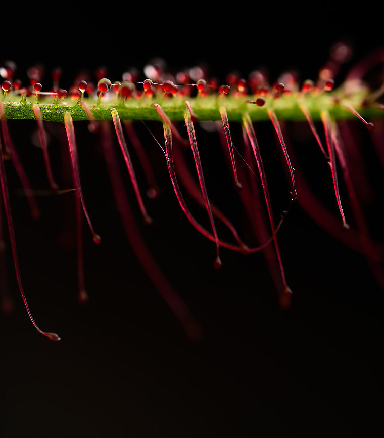 Fork-leaved sundew - (5:1), Heesch, Netherlands A series of flash-lit 5:1 photos showing details of the glandulair hairs. As you can see, this is a fun subject to have light experiments on as the hairs are somewhat transparent and light bounces around.<br />
<br />
Technical notes: it really still blows my mind how much light you have to add to such a scene. This is Nikon&#039;s most powerful flash (SB900) almost touching the subject. A flash that lights up 20m of forest at night. It&#039;s still barely enough for 5:1 at these settings.<br />
<figure class="photo"><a href="https://www.jungledragon.com/image/93035/fork-leaved_sundew_-_51_-_2_heesch_netherlands.html" title="Fork-leaved sundew - (5:1) - 2, Heesch, Netherlands"><img src="https://s3.amazonaws.com/media.jungledragon.com/images/2/93035_thumb.jpg?AWSAccessKeyId=05GMT0V3GWVNE7GGM1R2&Expires=1759968010&Signature=HgqplgqBHESuK8tDy1IBqfnhmy0%3D" width="106" height="152" alt="Fork-leaved sundew - (5:1) - 2, Heesch, Netherlands A series of flash-lit 5:1 photos showing details of the glandulair hairs. As you can see, this is a fun subject to have light experiments on as the hairs are somewhat transparent and light bounces around.<br />
<br />
Technical notes: it really still blows my mind how much light you have to add to such a scene. This is Nikon&#039;s most powerful flash (SB900) almost touching the subject. A flash that lights up 20m of forest at night. It&#039;s still barely enough for 5:1 at these settings.<br />
https://www.jungledragon.com/image/93034/fork-leaved_sundew_-_51_heesch_netherlands.html<br />
https://www.jungledragon.com/image/93036/fork-leaved_sundew_-_51_-_3_heesch_netherlands.html<br />
https://www.jungledragon.com/image/93037/fork-leaved_sundew_-_2.51_heesch_netherlands.html Drosera binata,Extreme Macro,Fork-leaved sundew" /></a></figure><br />
<figure class="photo"><a href="https://www.jungledragon.com/image/93036/fork-leaved_sundew_-_51_-_3_heesch_netherlands.html" title="Fork-leaved sundew - (5:1) - 3, Heesch, Netherlands"><img src="https://s3.amazonaws.com/media.jungledragon.com/images/2/93036_thumb.jpg?AWSAccessKeyId=05GMT0V3GWVNE7GGM1R2&Expires=1759968010&Signature=WGLp6VAuSJ20%2BssIFLMAXzvpfqo%3D" width="200" height="160" alt="Fork-leaved sundew - (5:1) - 3, Heesch, Netherlands A series of flash-lit 5:1 photos showing details of the glandulair hairs. As you can see, this is a fun subject to have light experiments on as the hairs are somewhat transparent and light bounces around.<br />
<br />
Technical notes: it really still blows my mind how much light you have to add to such a scene. This is Nikon&#039;s most powerful flash (SB900) almost touching the subject. A flash that lights up 20m of forest at night. It&#039;s still barely enough for 5:1 at these settings.<br />
https://www.jungledragon.com/image/93034/fork-leaved_sundew_-_51_heesch_netherlands.html<br />
https://www.jungledragon.com/image/93035/fork-leaved_sundew_-_51_-_2_heesch_netherlands.html<br />
https://www.jungledragon.com/image/93037/fork-leaved_sundew_-_51_-_4_heesch_netherlands.html Drosera binata,Extreme Macro,Fork-leaved sundew" /></a></figure><br />
<figure class="photo"><a href="https://www.jungledragon.com/image/93037/fork-leaved_sundew_-_2.51_heesch_netherlands.html" title="Fork-leaved sundew - (2.5:1), Heesch, Netherlands"><img src="https://s3.amazonaws.com/media.jungledragon.com/images/2/93037_thumb.jpg?AWSAccessKeyId=05GMT0V3GWVNE7GGM1R2&Expires=1759968010&Signature=XbFe20PerEVT7PUEeWZGum7dJRc%3D" width="200" height="134" alt="Fork-leaved sundew - (2.5:1), Heesch, Netherlands A series of flash-lit 2.5:1 - 5:1 photos showing details of the glandulair hairs. As you can see, this is a fun subject to have light experiments on as the hairs are somewhat transparent and light bounces around.<br />
<br />
Technical notes: it really still blows my mind how much light you have to add to such a scene. This is Nikon&#039;s most powerful flash (SB900) almost touching the subject. A flash that lights up 20m of forest at night. It&#039;s still barely enough for 5:1 at these settings.<br />
https://www.jungledragon.com/image/93035/fork-leaved_sundew_-_51_-_2_heesch_netherlands.html<br />
https://www.jungledragon.com/image/93036/fork-leaved_sundew_-_51_-_3_heesch_netherlands.html<br />
https://www.jungledragon.com/image/93034/fork-leaved_sundew_-_51_heesch_netherlands.html Drosera binata,Extreme Macro,Fork-leaved sundew" /></a></figure> Drosera binata,Extreme Macro,Fork-leaved sundew