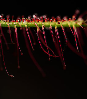 Fork-leaved sundew - (5:1), Heesch, Netherlands A series of flash-lit 5:1 photos showing details of the glandulair hairs. As you can see, this is a fun subject to have light experiments on as the hairs are somewhat transparent and light bounces around.

Technical notes: it really still blows my mind how much light you have to add to such a scene. This is Nikon's most powerful flash (SB900) almost touching the subject. A flash that lights up 20m of forest at night. It's still barely enough for 5:1 at these settings.
https://www.jungledragon.com/image/93035/fork-leaved_sundew_-_51_-_2_heesch_netherlands.html
https://www.jungledragon.com/image/93036/fork-leaved_sundew_-_51_-_3_heesch_netherlands.html
https://www.jungledragon.com/image/93037/fork-leaved_sundew_-_2.51_heesch_netherlands.html Drosera binata,Extreme Macro,Fork-leaved sundew