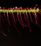 Fork-leaved sundew - (5:1), Heesch, Netherlands A series of flash-lit 5:1 photos showing details of the glandulair hairs. As you can see, this is a fun subject to have light experiments on as the hairs are somewhat transparent and light bounces around.<br />
<br />
Technical notes: it really still blows my mind how much light you have to add to such a scene. This is Nikon's most powerful flash (SB900) almost touching the subject. A flash that lights up 20m of forest at night. It's still barely enough for 5:1 at these settings.<br />
https://www.jungledragon.com/image/93035/fork-leaved_sundew_-_51_-_2_heesch_netherlands.html<br />
https://www.jungledragon.com/image/93036/fork-leaved_sundew_-_51_-_3_heesch_netherlands.html<br />
https://www.jungledragon.com/image/93037/fork-leaved_sundew_-_2.51_heesch_netherlands.html Drosera binata,Extreme Macro,Fork-leaved sundew