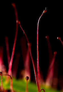 Fork-leaved sundew - (5:1) - 2, Heesch, Netherlands A series of flash-lit 5:1 photos showing details of the glandulair hairs. As you can see, this is a fun subject to have light experiments on as the hairs are somewhat transparent and light bounces around.

Technical notes: it really still blows my mind how much light you have to add to such a scene. This is Nikon's most powerful flash (SB900) almost touching the subject. A flash that lights up 20m of forest at night. It's still barely enough for 5:1 at these settings.
https://www.jungledragon.com/image/93034/fork-leaved_sundew_-_51_heesch_netherlands.html
https://www.jungledragon.com/image/93036/fork-leaved_sundew_-_51_-_3_heesch_netherlands.html
https://www.jungledragon.com/image/93037/fork-leaved_sundew_-_2.51_heesch_netherlands.html Drosera binata,Extreme Macro,Fork-leaved sundew