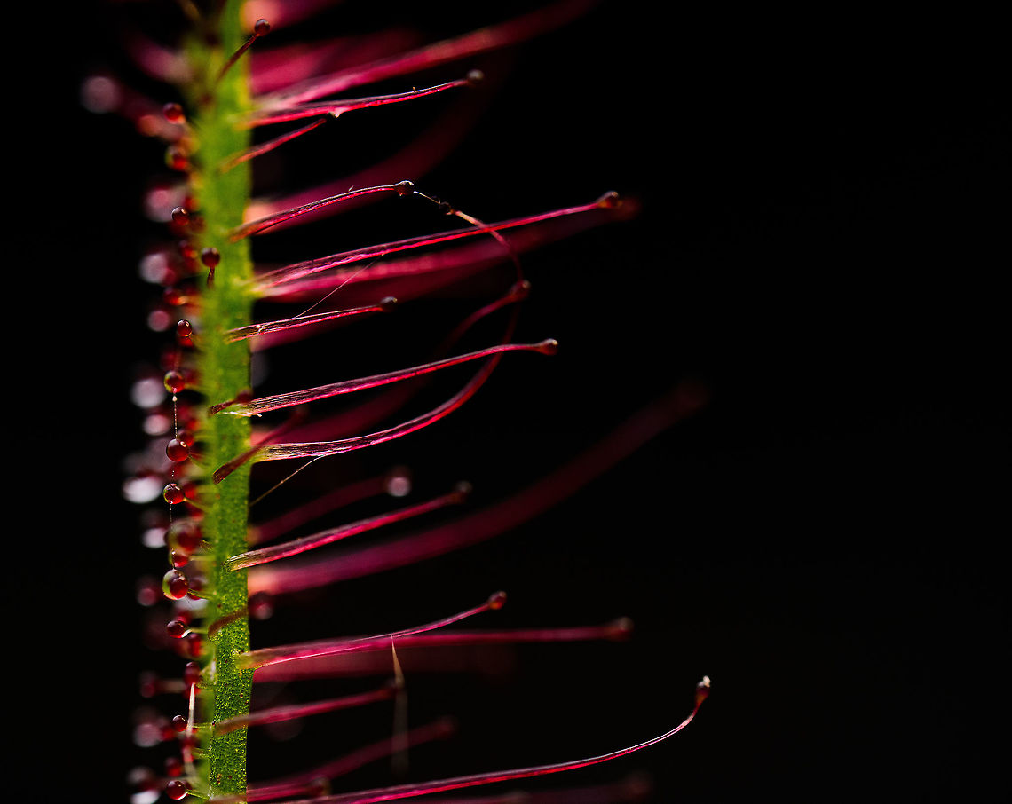 Fork-leaved sundew - (5:1) - 3, Heesch, Netherlands A series of flash-lit 5:1 photos showing details of the glandulair hairs. As you can see, this is a fun subject to have light experiments on as the hairs are somewhat transparent and light bounces around.<br />
<br />
Technical notes: it really still blows my mind how much light you have to add to such a scene. This is Nikon&#039;s most powerful flash (SB900) almost touching the subject. A flash that lights up 20m of forest at night. It&#039;s still barely enough for 5:1 at these settings.<br />
<figure class="photo"><a href="https://www.jungledragon.com/image/93034/fork-leaved_sundew_-_51_heesch_netherlands.html" title="Fork-leaved sundew - (5:1), Heesch, Netherlands"><img src="https://s3.amazonaws.com/media.jungledragon.com/images/2/93034_thumb.jpg?AWSAccessKeyId=05GMT0V3GWVNE7GGM1R2&Expires=1759968010&Signature=6nHJSbAlX3DMz3eHEv2780Se5kc%3D" width="134" height="152" alt="Fork-leaved sundew - (5:1), Heesch, Netherlands A series of flash-lit 5:1 photos showing details of the glandulair hairs. As you can see, this is a fun subject to have light experiments on as the hairs are somewhat transparent and light bounces around.<br />
<br />
Technical notes: it really still blows my mind how much light you have to add to such a scene. This is Nikon&#039;s most powerful flash (SB900) almost touching the subject. A flash that lights up 20m of forest at night. It&#039;s still barely enough for 5:1 at these settings.<br />
https://www.jungledragon.com/image/93035/fork-leaved_sundew_-_51_-_2_heesch_netherlands.html<br />
https://www.jungledragon.com/image/93036/fork-leaved_sundew_-_51_-_3_heesch_netherlands.html<br />
https://www.jungledragon.com/image/93037/fork-leaved_sundew_-_2.51_heesch_netherlands.html Drosera binata,Extreme Macro,Fork-leaved sundew" /></a></figure><br />
<figure class="photo"><a href="https://www.jungledragon.com/image/93035/fork-leaved_sundew_-_51_-_2_heesch_netherlands.html" title="Fork-leaved sundew - (5:1) - 2, Heesch, Netherlands"><img src="https://s3.amazonaws.com/media.jungledragon.com/images/2/93035_thumb.jpg?AWSAccessKeyId=05GMT0V3GWVNE7GGM1R2&Expires=1759968010&Signature=HgqplgqBHESuK8tDy1IBqfnhmy0%3D" width="106" height="152" alt="Fork-leaved sundew - (5:1) - 2, Heesch, Netherlands A series of flash-lit 5:1 photos showing details of the glandulair hairs. As you can see, this is a fun subject to have light experiments on as the hairs are somewhat transparent and light bounces around.<br />
<br />
Technical notes: it really still blows my mind how much light you have to add to such a scene. This is Nikon&#039;s most powerful flash (SB900) almost touching the subject. A flash that lights up 20m of forest at night. It&#039;s still barely enough for 5:1 at these settings.<br />
https://www.jungledragon.com/image/93034/fork-leaved_sundew_-_51_heesch_netherlands.html<br />
https://www.jungledragon.com/image/93036/fork-leaved_sundew_-_51_-_3_heesch_netherlands.html<br />
https://www.jungledragon.com/image/93037/fork-leaved_sundew_-_2.51_heesch_netherlands.html Drosera binata,Extreme Macro,Fork-leaved sundew" /></a></figure><br />
<figure class="photo"><a href="https://www.jungledragon.com/image/93037/fork-leaved_sundew_-_2.51_heesch_netherlands.html" title="Fork-leaved sundew - (2.5:1), Heesch, Netherlands"><img src="https://s3.amazonaws.com/media.jungledragon.com/images/2/93037_thumb.jpg?AWSAccessKeyId=05GMT0V3GWVNE7GGM1R2&Expires=1759968010&Signature=XbFe20PerEVT7PUEeWZGum7dJRc%3D" width="200" height="134" alt="Fork-leaved sundew - (2.5:1), Heesch, Netherlands A series of flash-lit 2.5:1 - 5:1 photos showing details of the glandulair hairs. As you can see, this is a fun subject to have light experiments on as the hairs are somewhat transparent and light bounces around.<br />
<br />
Technical notes: it really still blows my mind how much light you have to add to such a scene. This is Nikon&#039;s most powerful flash (SB900) almost touching the subject. A flash that lights up 20m of forest at night. It&#039;s still barely enough for 5:1 at these settings.<br />
https://www.jungledragon.com/image/93035/fork-leaved_sundew_-_51_-_2_heesch_netherlands.html<br />
https://www.jungledragon.com/image/93036/fork-leaved_sundew_-_51_-_3_heesch_netherlands.html<br />
https://www.jungledragon.com/image/93034/fork-leaved_sundew_-_51_heesch_netherlands.html Drosera binata,Extreme Macro,Fork-leaved sundew" /></a></figure> Drosera binata,Extreme Macro,Fork-leaved sundew