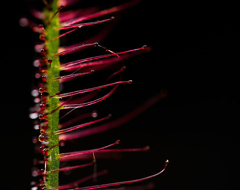 Fork-leaved sundew - (5:1) - 3, Heesch, Netherlands A series of flash-lit 5:1 photos showing details of the glandulair hairs. As you can see, this is a fun subject to have light experiments on as the hairs are somewhat transparent and light bounces around.

Technical notes: it really still blows my mind how much light you have to add to such a scene. This is Nikon's most powerful flash (SB900) almost touching the subject. A flash that lights up 20m of forest at night. It's still barely enough for 5:1 at these settings.
https://www.jungledragon.com/image/93034/fork-leaved_sundew_-_51_heesch_netherlands.html
https://www.jungledragon.com/image/93035/fork-leaved_sundew_-_51_-_2_heesch_netherlands.html
https://www.jungledragon.com/image/93037/fork-leaved_sundew_-_51_-_4_heesch_netherlands.html Drosera binata,Extreme Macro,Fork-leaved sundew