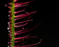 Fork-leaved sundew - (5:1) - 3, Heesch, Netherlands A series of flash-lit 5:1 photos showing details of the glandulair hairs. As you can see, this is a fun subject to have light experiments on as the hairs are somewhat transparent and light bounces around.<br />
<br />
Technical notes: it really still blows my mind how much light you have to add to such a scene. This is Nikon's most powerful flash (SB900) almost touching the subject. A flash that lights up 20m of forest at night. It's still barely enough for 5:1 at these settings.<br />
https://www.jungledragon.com/image/93034/fork-leaved_sundew_-_51_heesch_netherlands.html<br />
https://www.jungledragon.com/image/93035/fork-leaved_sundew_-_51_-_2_heesch_netherlands.html<br />
https://www.jungledragon.com/image/93037/fork-leaved_sundew_-_51_-_4_heesch_netherlands.html Drosera binata,Extreme Macro,Fork-leaved sundew